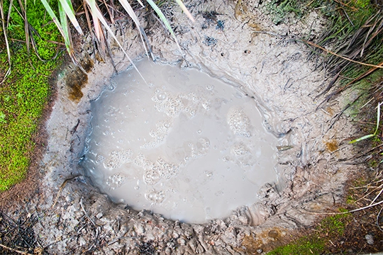 water pooling near septic tank